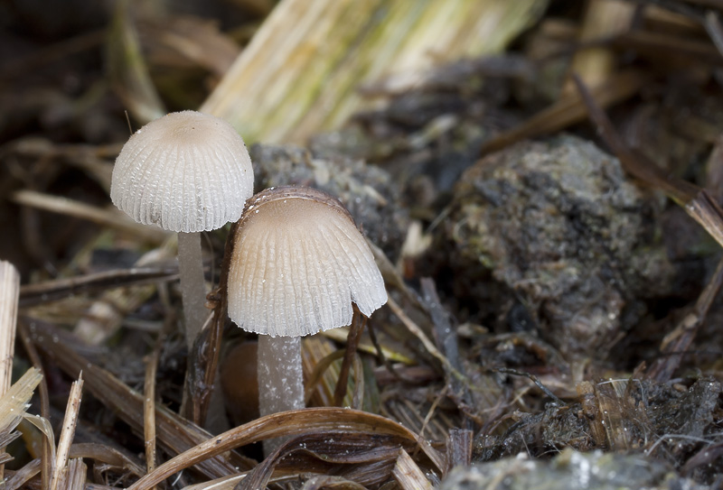 Coprinellus congregatus